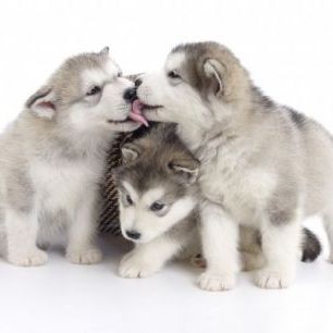 輸入壁紙 カスタム壁紙 PHOTOWALL / Friendly Puppies (e29544)