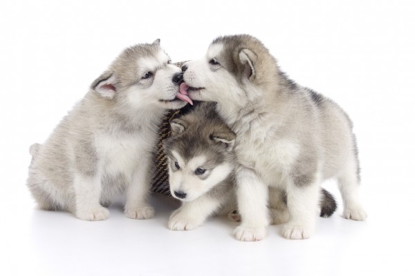 輸入壁紙 カスタム壁紙 PHOTOWALL / Friendly Puppies (e29544)