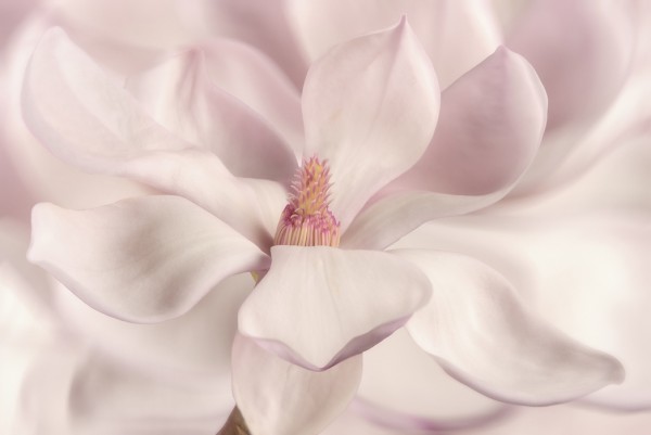 輸入壁紙 カスタム壁紙 PHOTOWALL / White Magnolia (e25611)