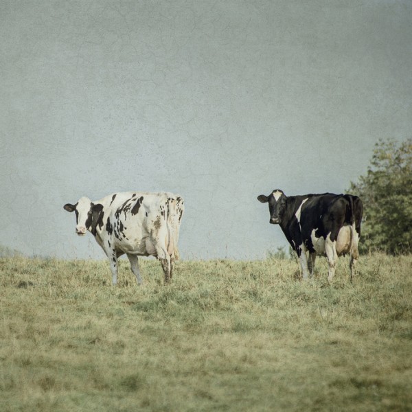 輸入壁紙 カスタム壁紙 PHOTOWALL / Grazing Cows (e25645)