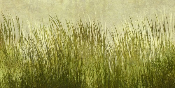 輸入壁紙 カスタム壁紙 PHOTOWALL / Light Green Grass Silhouette (e25731)