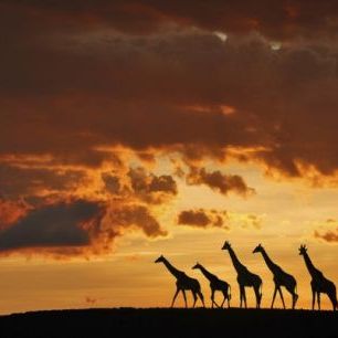 輸入壁紙 カスタム壁紙 PHOTOWALL / Five Giraffes (e29616)