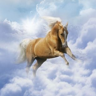 輸入壁紙 カスタム壁紙 PHOTOWALL / Cloud Horse (e29605)