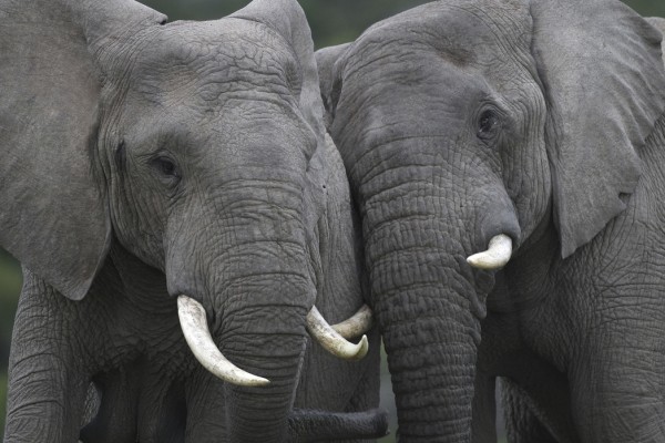 輸入壁紙 カスタム壁紙 PHOTOWALL / Friendly Elephants (e29609)