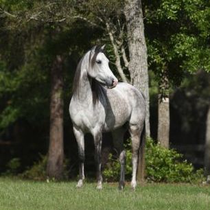 輸入壁紙 カスタム壁紙 PHOTOWALL / Grey Dot Horse (e29610)