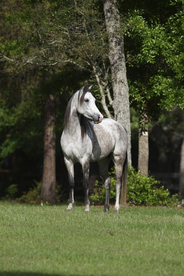 輸入壁紙 カスタム壁紙 PHOTOWALL / Grey Dot Horse (e29610)