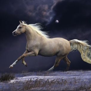 輸入壁紙 カスタム壁紙 PHOTOWALL / Horse in Moonlight (e29612)