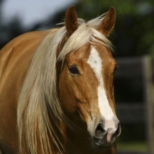 輸入壁紙 カスタム壁紙 PHOTOWALL / Nougat Color Horse (e29613)