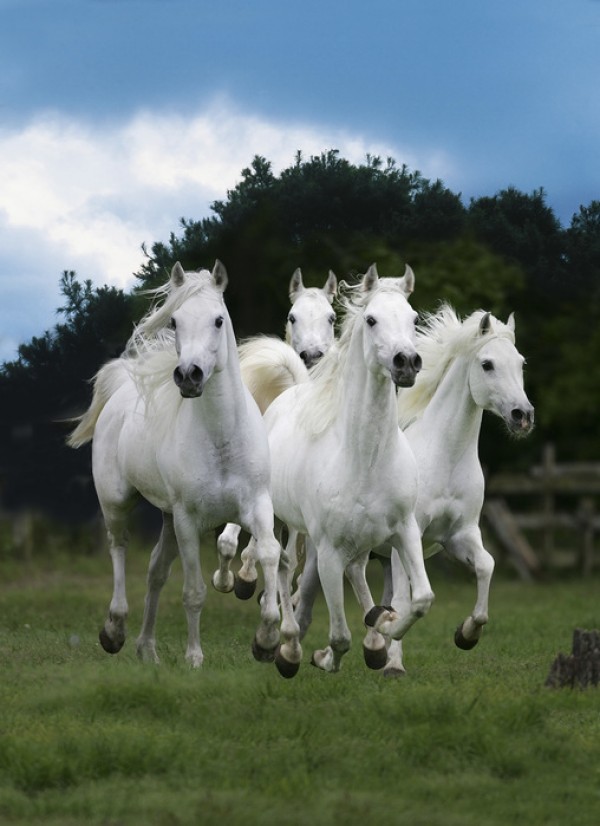 輸入壁紙 カスタム壁紙 PHOTOWALL / Shining White Horses (e29614)