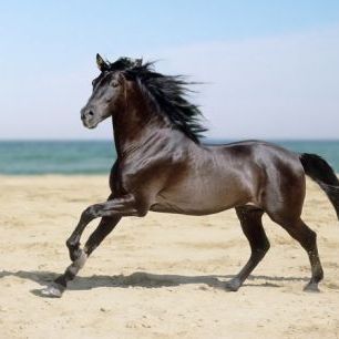 輸入壁紙 カスタム壁紙 PHOTOWALL / Beach Horse (e29575)