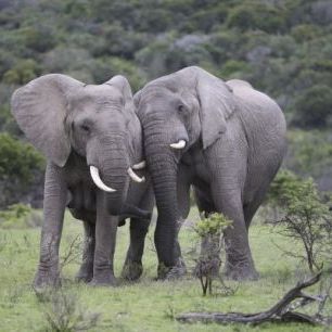 輸入壁紙 カスタム壁紙 PHOTOWALL / Cuddling Elephants (e29578)
