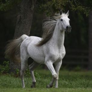 輸入壁紙 カスタム壁紙 PHOTOWALL / Graceful Horse (e29580)