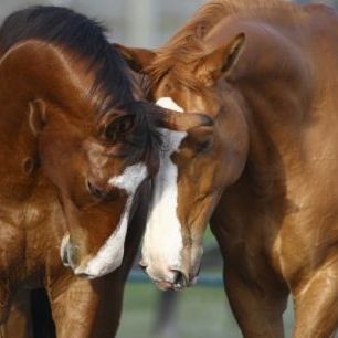 輸入壁紙 カスタム壁紙 PHOTOWALL / Horses in Love (e29585)
