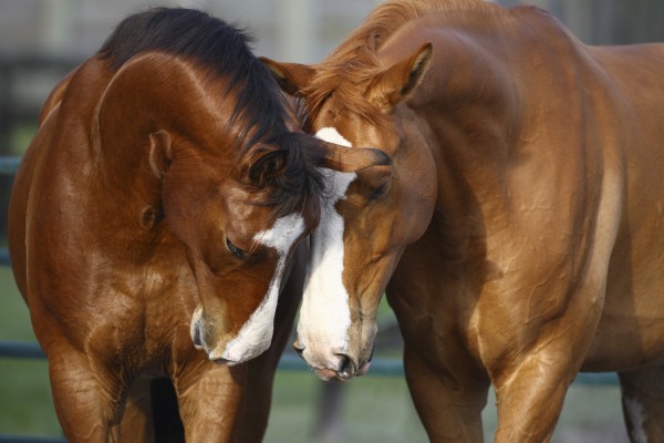 輸入壁紙 カスタム壁紙 PHOTOWALL / Horses in Love (e29585)