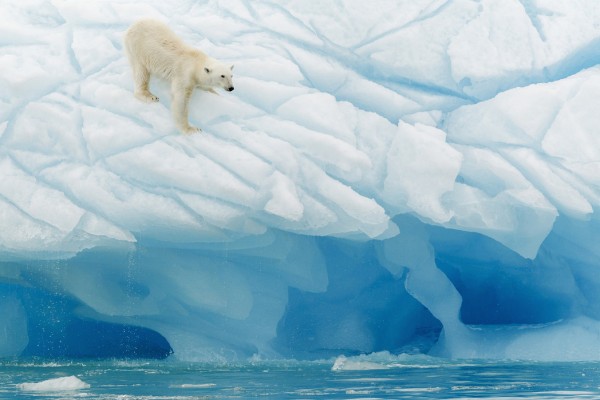 輸入壁紙 カスタム壁紙 PHOTOWALL / Leaning Polar Bear (e29652)