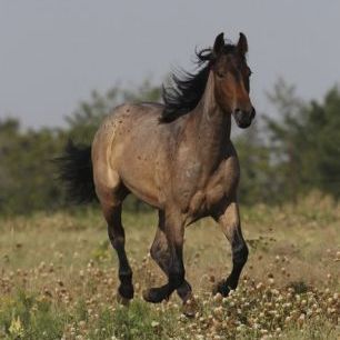輸入壁紙 カスタム壁紙 PHOTOWALL / Quarter Horse on Meadow (e29727)
