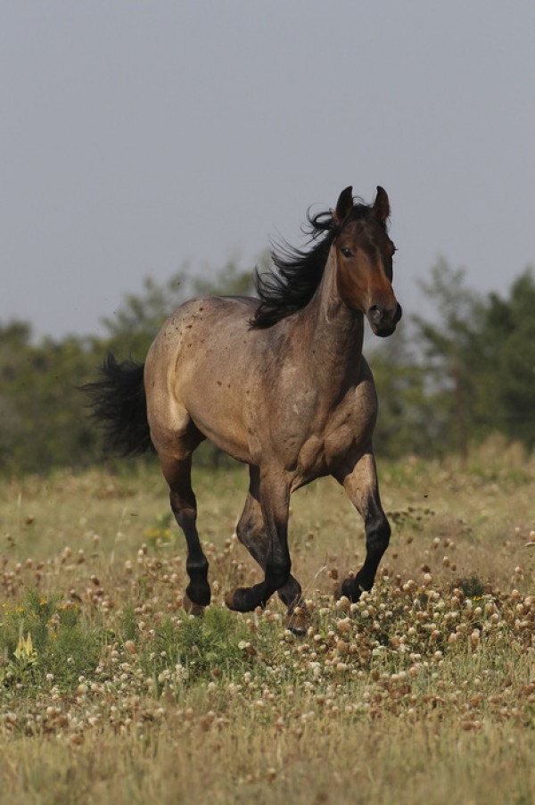 輸入壁紙 カスタム壁紙 PHOTOWALL / Quarter Horse on Meadow (e29727)