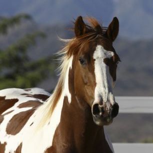 輸入壁紙 カスタム壁紙 PHOTOWALL / Quarter Horse Close Up I (e29728)