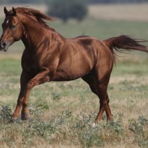 輸入壁紙 カスタム壁紙 PHOTOWALL / Brown Quarter Horse (e29730)