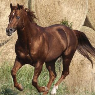 輸入壁紙 カスタム壁紙 PHOTOWALL / Quarter Horse in Front of Hay Bales (e29731)