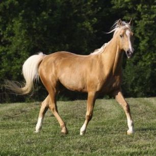 輸入壁紙 カスタム壁紙 PHOTOWALL / Chestnut Quarter Horse (e29732)