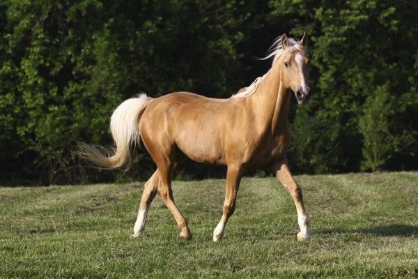 輸入壁紙 カスタム壁紙 PHOTOWALL / Chestnut Quarter Horse (e29732)