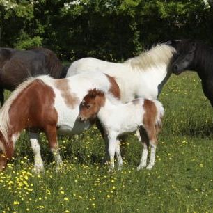 輸入壁紙 カスタム壁紙 PHOTOWALL / Shetland Ponies (e29736)