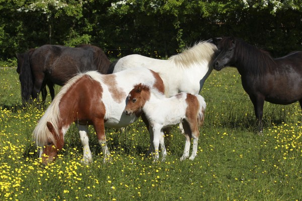輸入壁紙 カスタム壁紙 PHOTOWALL / Shetland Ponies (e29736)