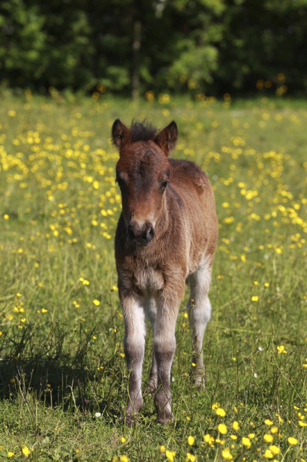 輸入壁紙 カスタム壁紙 PHOTOWALL / Shetland Pony Foal (e29737)
