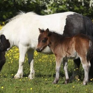 輸入壁紙 カスタム壁紙 PHOTOWALL / Shetland Ponies Foal and Mother (e29738)
