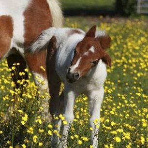 輸入壁紙 カスタム壁紙 PHOTOWALL / Shetland Poniy Foal in Buttercup Field (e29739)