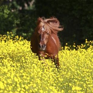 輸入壁紙 カスタム壁紙 PHOTOWALL / Shetland Pony Running Through Buttercups (e29740)