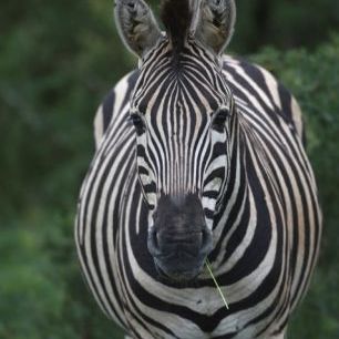 輸入壁紙 カスタム壁紙 PHOTOWALL / African Zebra (e29743)