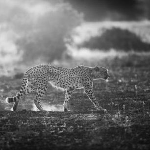 輸入壁紙 カスタム壁紙 PHOTOWALL / Backlit Cheetah (e29747)