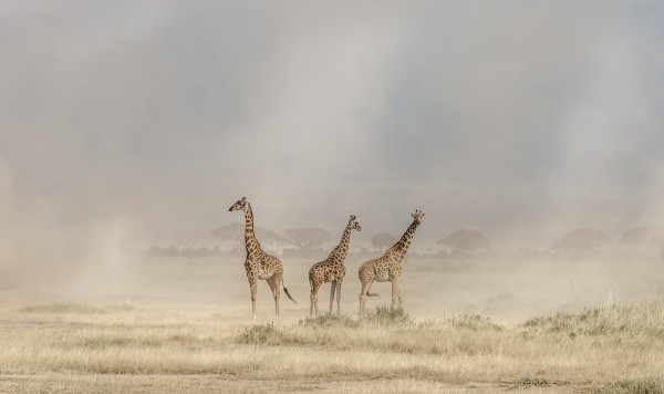 輸入壁紙 カスタム壁紙 PHOTOWALL / Weathering the Amboseli Dust Devils (e29711)