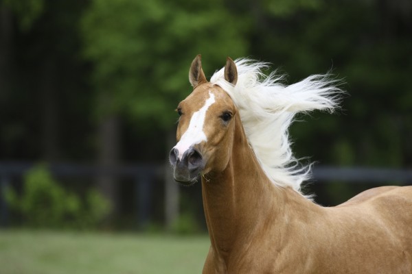 輸入壁紙 カスタム壁紙 PHOTOWALL / Quarter Horse - White Mane (e29750)
