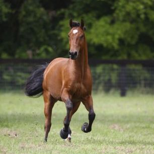 輸入壁紙 カスタム壁紙 PHOTOWALL / Galloping Quarter Horse (e29752)