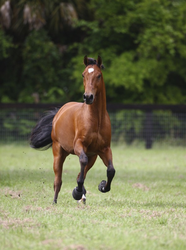 輸入壁紙 カスタム壁紙 PHOTOWALL / Galloping Quarter Horse (e29752)