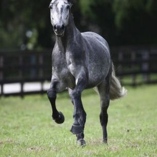輸入壁紙 カスタム壁紙 PHOTOWALL / Grey Dot Quarter Horse (e29753)