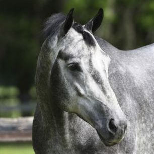 輸入壁紙 カスタム壁紙 PHOTOWALL / Grey And White Quarter Horse (e29754)