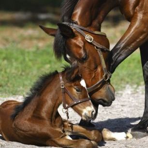 輸入壁紙 カスタム壁紙 PHOTOWALL / Thoroughbred Horses Cuddling (e29756)