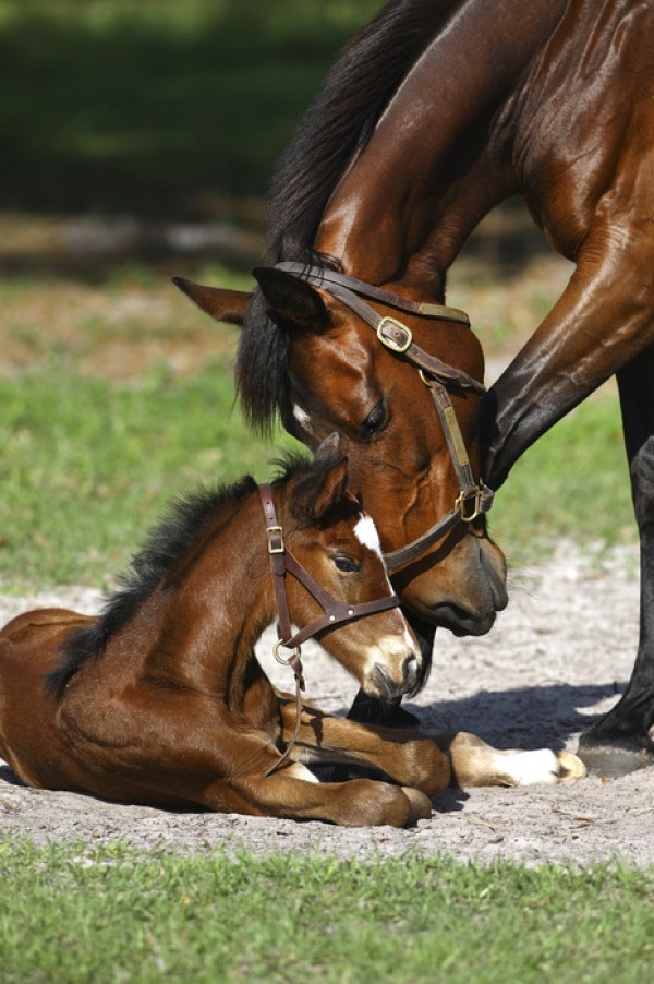 輸入壁紙 カスタム壁紙 PHOTOWALL / Thoroughbred Horses Cuddling (e29756)