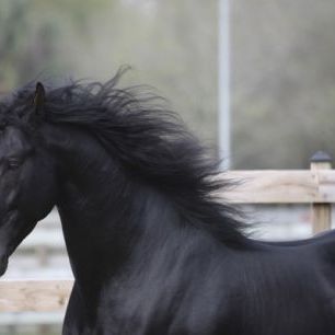 輸入壁紙 カスタム壁紙 PHOTOWALL / Triunfador Horse (e29757)