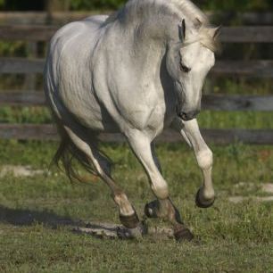 輸入壁紙 カスタム壁紙 PHOTOWALL / Venidero Horse (e29758)