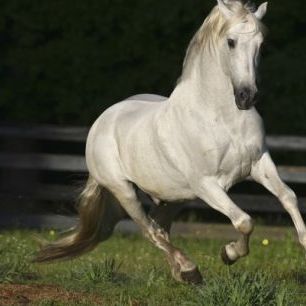輸入壁紙 カスタム壁紙 PHOTOWALL / Venidero Horse in Paddock (e29759)