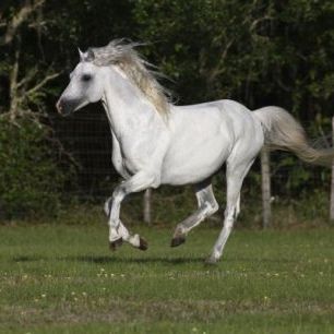 輸入壁紙 カスタム壁紙 PHOTOWALL / Welsh Pony (e29760)