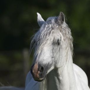 輸入壁紙 カスタム壁紙 PHOTOWALL / Welsh Pony Close up (e29761)