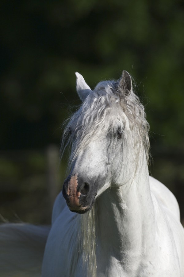 輸入壁紙 カスタム壁紙 PHOTOWALL / Welsh Pony Close up (e29761)