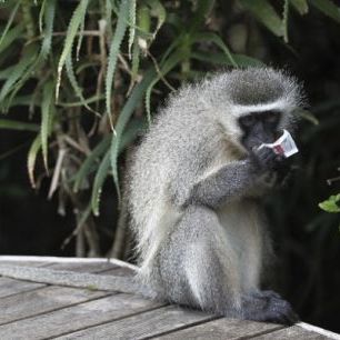 輸入壁紙 カスタム壁紙 PHOTOWALL / South African Vervet Monkey (e29779)