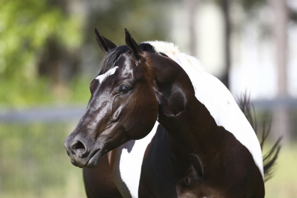 輸入壁紙 カスタム壁紙 PHOTOWALL / White and Brown Horse (e29824)